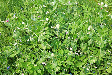 Fototapeta na wymiar peas growing on the farm