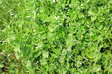 Fototapeta na wymiar pods of green peas and pea field