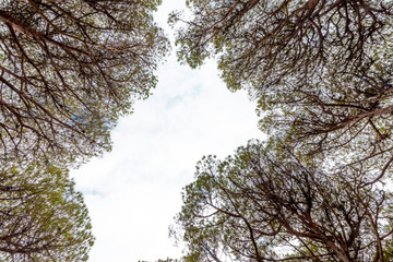 The sky seen between the tops of the pine trees