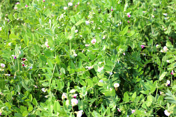 Closeup of mature pods with garden peas just before harvesting. It is a sunny in the summer season.