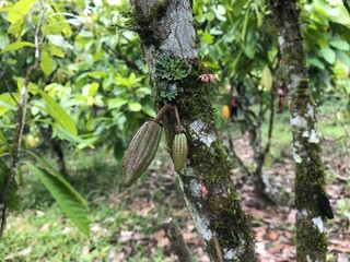 Young cacao pods