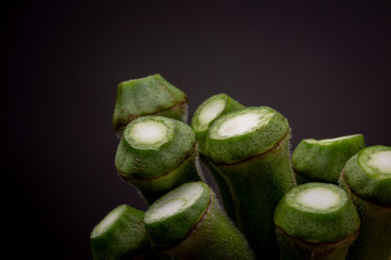 Close up shot of tops of Okra or Ladies' fingers vegetable against a dark grey background. Studio well lit low key still life.
