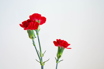 白背景の赤いカーネーション