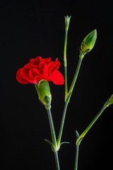 黒背景の赤いカーネーション