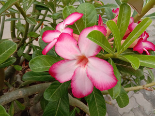 Adenium obesum flower blooming on green leaves background closeup. Is the name of a colorful plant of beautiful flowers is a plant that can be easily grown .Very resistant to drought conditions.