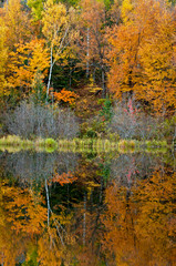 Vibrant fall colors at sunrise on the Michigamme River near Crystal Falls in the Upper Peninsula of Michigan.