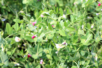 Obraz na płótnie Canvas fresh green pea on a pea plants in a garden and field