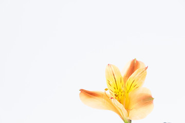 Close-up of yellow flower on white background