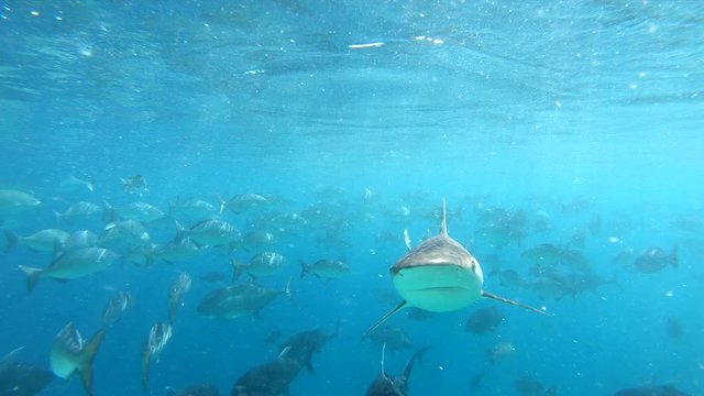 multiple reef shark attacking camera
