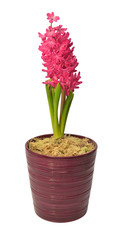 First spring pink hyacinth flower in a pot isolated on a white background. Easter holidays. Garden decoration, landscaping. Floral floristic arrangement. Flat lay, top view