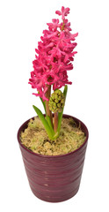 First spring pink hyacinth flower in a pot isolated on a white background. Easter holidays. Garden decoration, landscaping. Floral floristic arrangement. Flat lay, top view