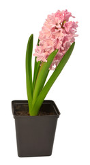 Fototapeta na wymiar First spring pink hyacinth flower in a pot isolated on a white background. Easter holidays. Garden decoration, landscaping. Floral floristic arrangement. Flat lay, top view