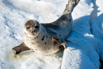 A young spotted harp seal with a grey fur coat. The animal has dark eyes, flippers, claws, heart shaped nose and long whiskers. The wild animal is laying on a bed of white snow with its head up.
