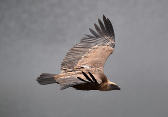 buitre leonado en vuelo