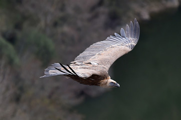 buitre leonado en vuelo