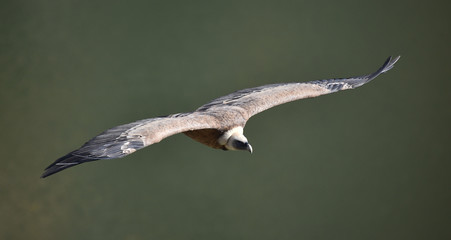 Obraz premium buitre leonado en vuelo