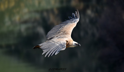 buitre leonado volando en un parque natural