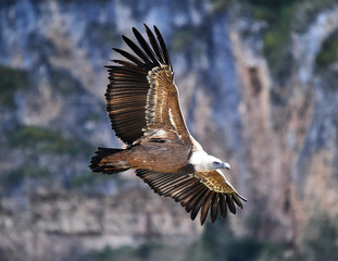 buitre leonado volando en españa