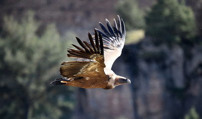 buitre leonado en vuelo
