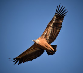 Fototapeta premium buitre leaondo