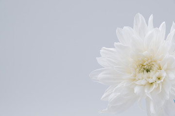 Close-up of white flower on white background