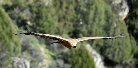 buitre leonado en vuelo