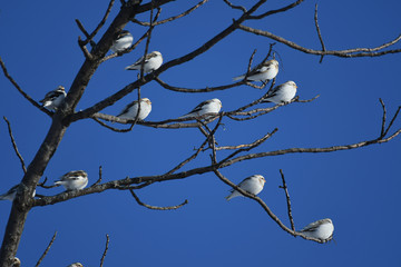 birds