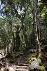 世界遺産クレイドルマウンテンでトレッキング。World Heritage Cradle Mountain National Park, Tasmania, Australia.