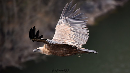 buitre leonado volando en un parque natural