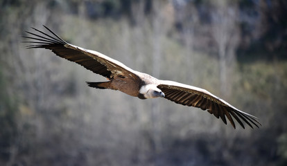 buitre leonado en vuelo