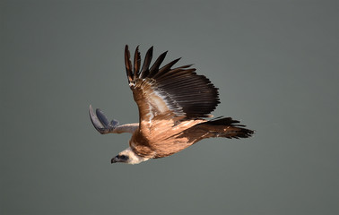 buitre leonado en vuelo