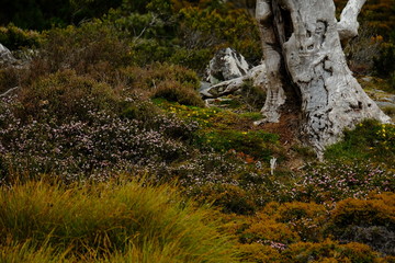 タスマニア、世界遺産クレイドルマウンテンの自然。Beautiful nature at the World Heritage Cradle Mountain National Park, Tasmania, Australia.
