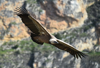 buitre leonado en vuelo