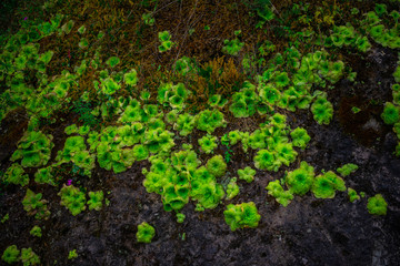 Extrañas flores verdes viviendo sobre una roca
