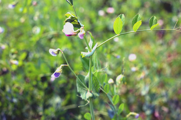 Beautiful close up of green fresh peas and pea pods