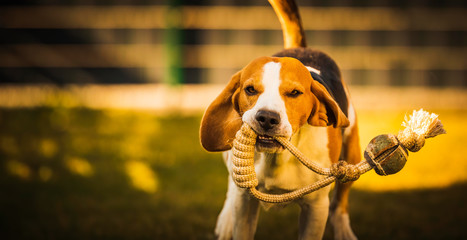 Happy beagle dog in backyard runs and hops jocularly with the toy towards camera