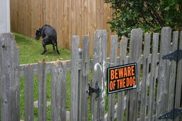 Black dog pooping on the lawn with the signage of  
