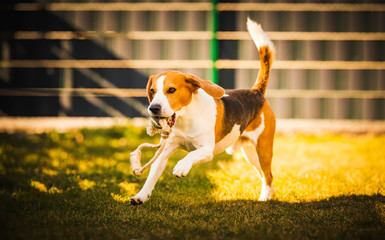 Happy beagle dog in backyard runs and hops jocularly with the toy towards camera