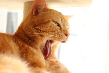 大口開けて毛繕いする猫アメリカンショートヘアー