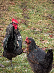 Rooster and Hen