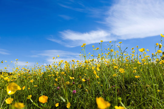 Buttercups flowering in grass in summer.,Farming