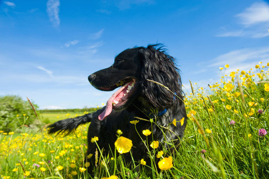 A black dog in long grass.,Farming