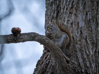 squirrel in tree with 2 nuts