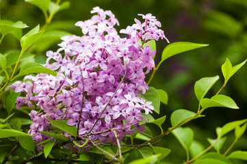 Branch with spring blossoms pink lilac flowers, bright blooming floral background.