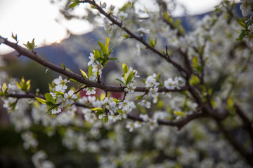 Detail of plum bloom in springtime