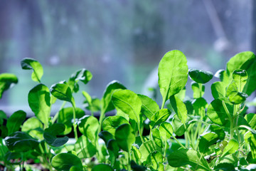A watercress salad. Young plants. Seedling plants. Growing.