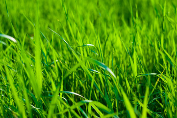 Spring or summer natural abstract background with grass in the garden