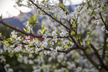 Detail of plum bloom in springtime