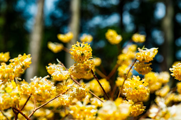 西方寺のミツマタ
