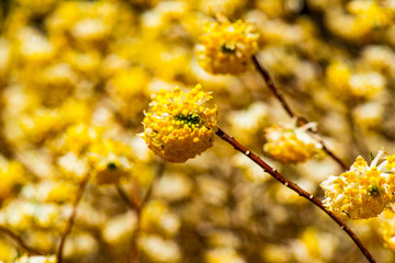 西方寺のミツマタ